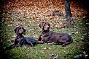dogs-01