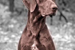 dogs-02
