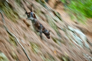 dogs-03