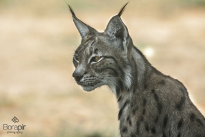 wild-02