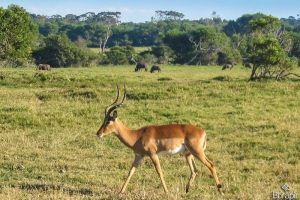 wild-20